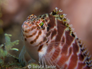 Hawkfish close up by Beate Seiler 